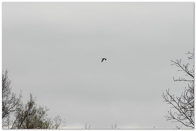 Steppenweihe  - Piotr Gajewski