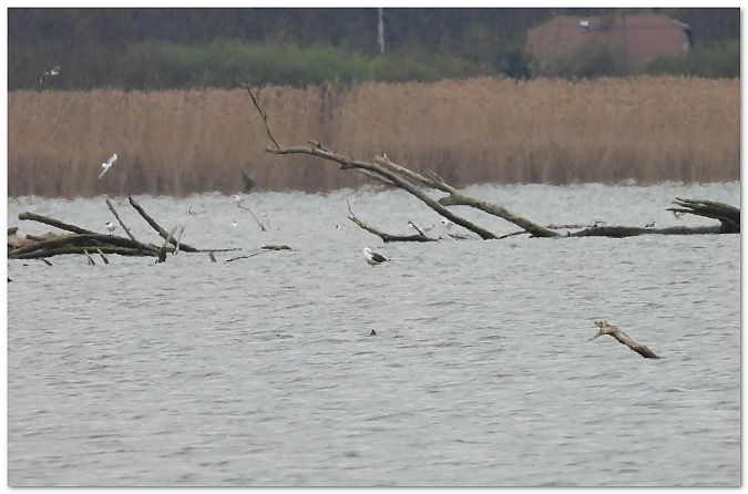 Heringsmöwe (ssp. fuscus)  - Piotr Gajewski
