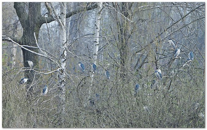 ślepowron  - Piotr Gajewski