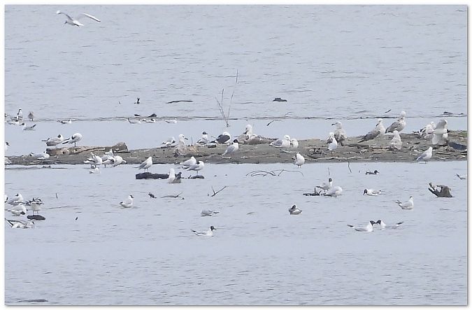 Heringsmöwe (ssp. fuscus)  - Piotr Gajewski