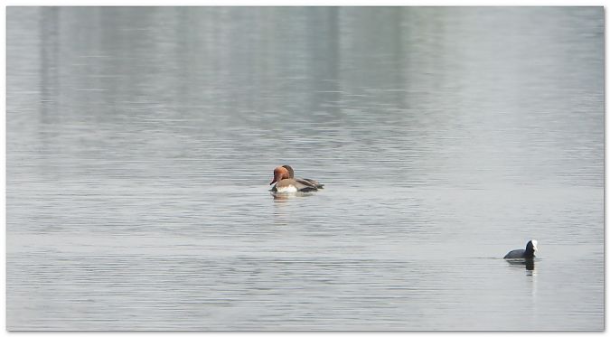Kolbenente  - Piotr Gajewski