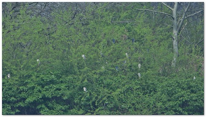 Nachtreiher  - Piotr Gajewski