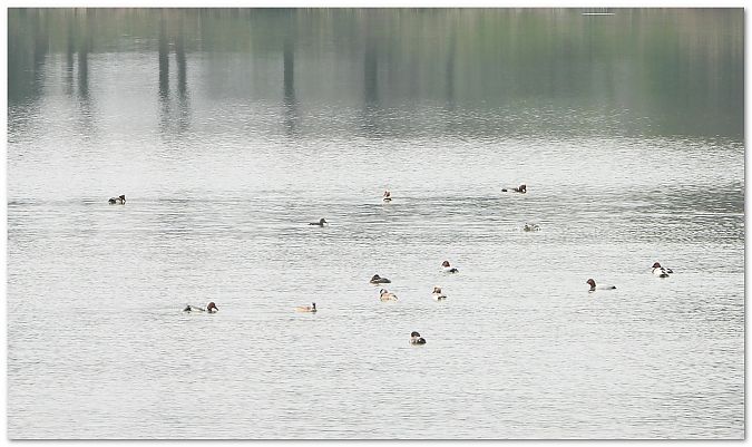 Kolbenente  - Piotr Gajewski