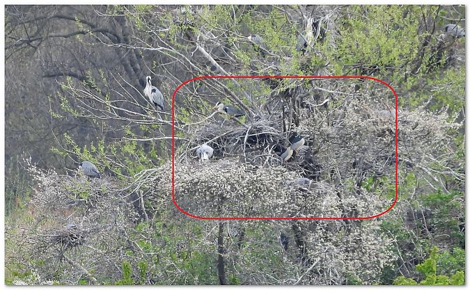 Nachtreiher  - Piotr Gajewski