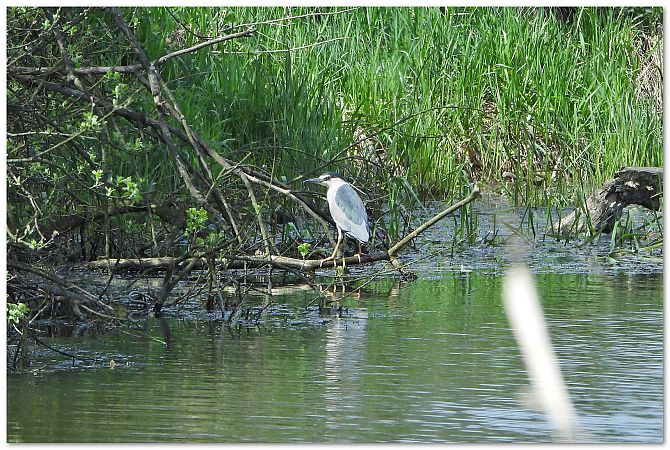 Nachtreiher  - Piotr Gajewski