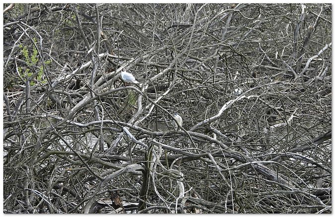 ślepowron  - Piotr Gajewski