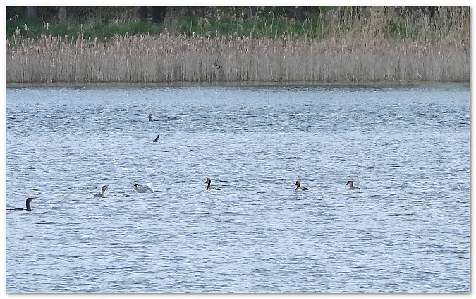 hełmiatka  - Piotr Gajewski