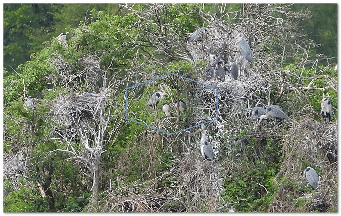 ślepowron  - Piotr Gajewski