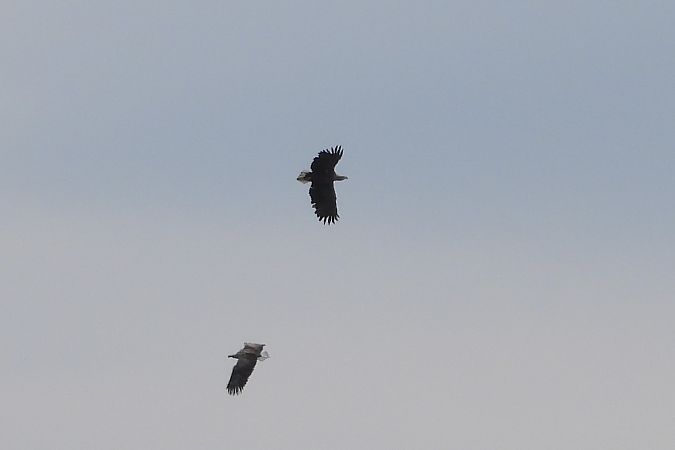 bielik  - Justyna Krawczyk