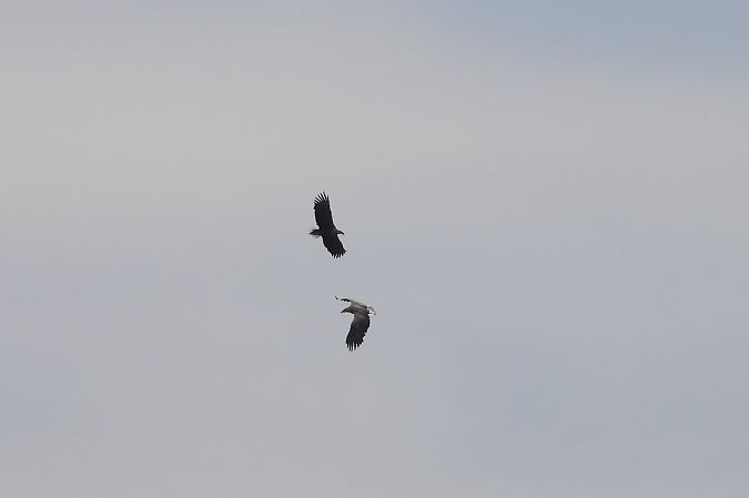 bielik  - Justyna Krawczyk