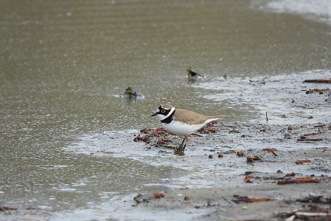 sieweczka rzeczna  - Justyna Krawczyk