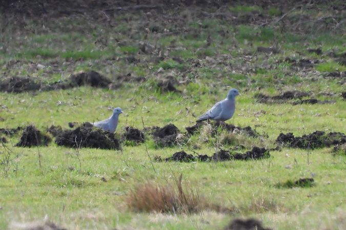 siniak  - Justyna Krawczyk