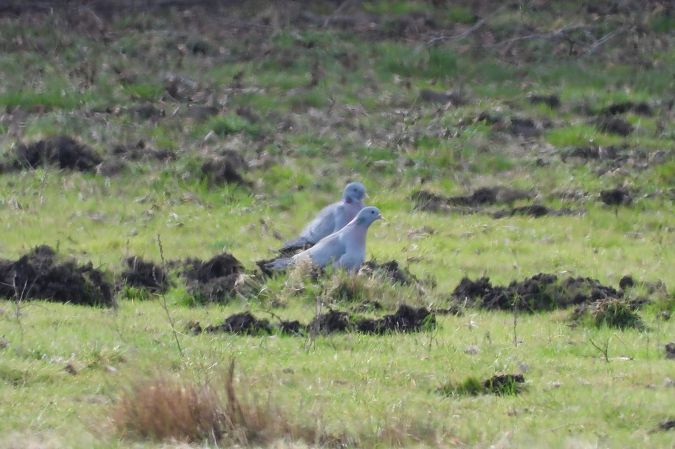 Stock Dove  - Justyna Krawczyk