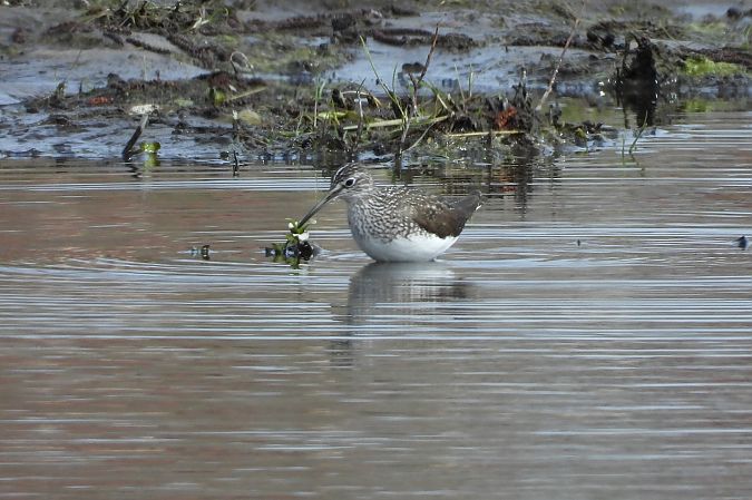 samotnik  - Justyna Krawczyk