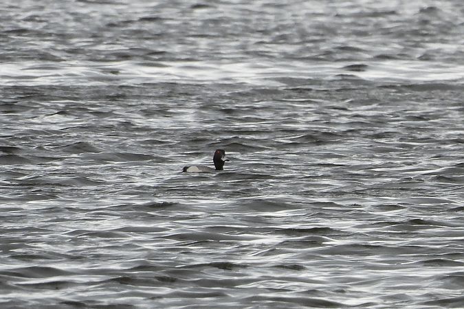 głowienka x czernica  - Justyna Krawczyk