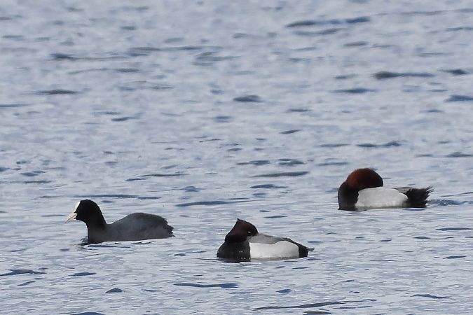 Hybrid Common Pochard x Tufted Duck  - Justyna Krawczyk