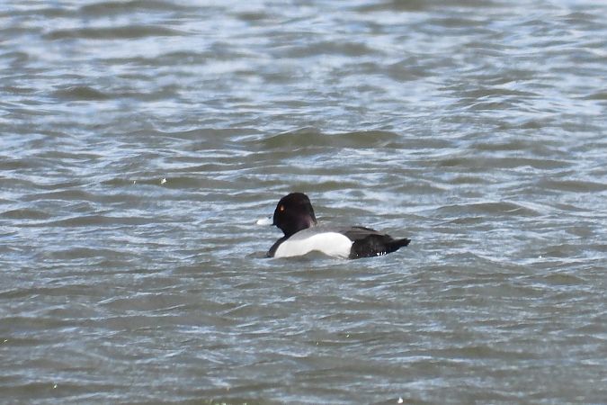 Hybrid Common Pochard x Tufted Duck  - Justyna Krawczyk