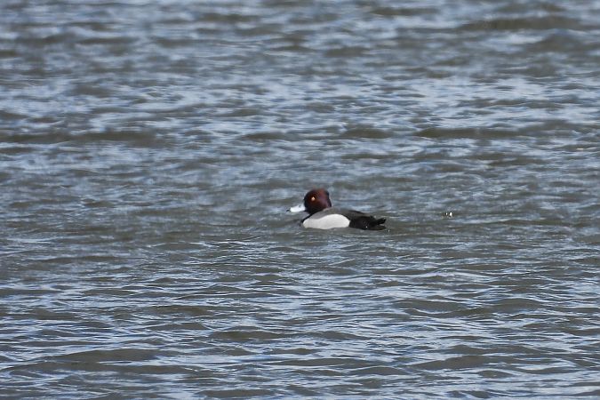 Hybrid Common Pochard x Tufted Duck  - Justyna Krawczyk