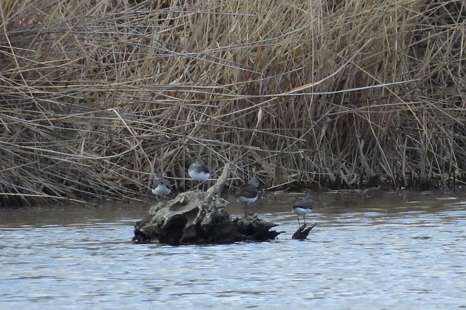 Waldwasserläufer  - Justyna Krawczyk