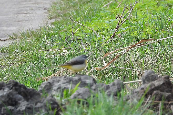 pliszka górska  - Justyna Krawczyk