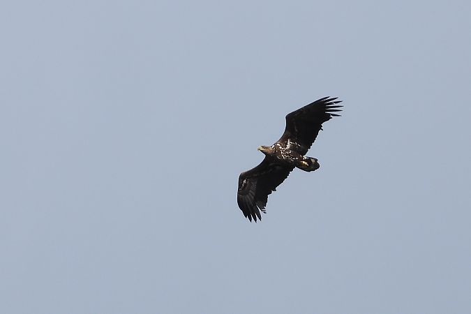 bielik  - Justyna Krawczyk