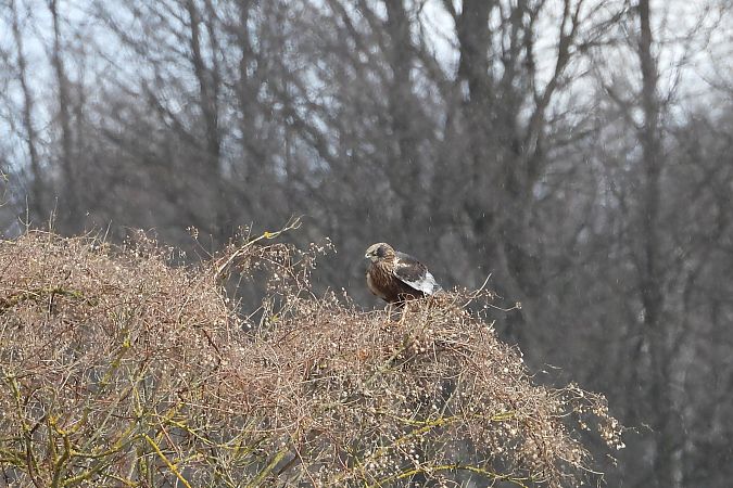 błotniak stawowy  - Justyna Krawczyk