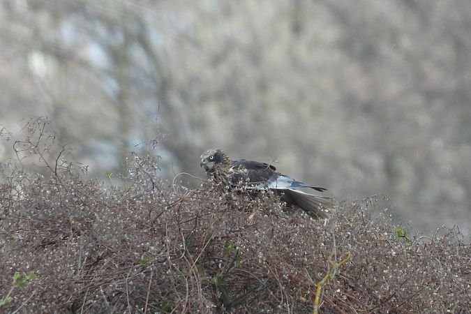 błotniak stawowy  - Justyna Krawczyk