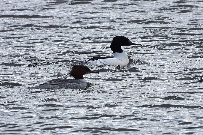 Gänsesäger  - Justyna Krawczyk