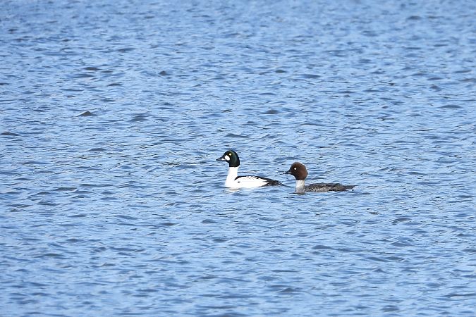 gągoł  - Justyna Krawczyk