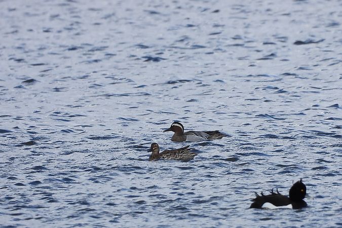 cyranka  - Justyna Krawczyk