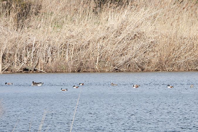 płaskonos  - Justyna Krawczyk