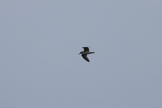 unbest. Grossmöwe  - Justyna Krawczyk