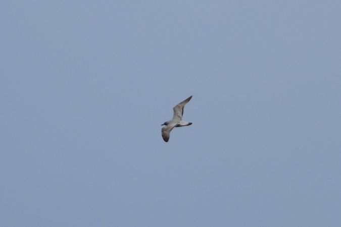 unbest. Grossmöwe  - Justyna Krawczyk