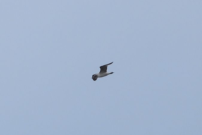 unbest. Grossmöwe  - Justyna Krawczyk