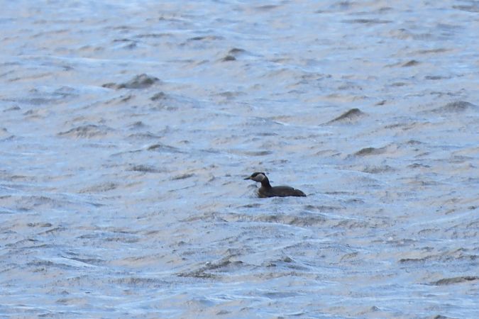 perkoz rdzawoszyi  - Justyna Krawczyk