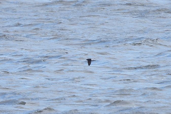 oknówka  - Justyna Krawczyk