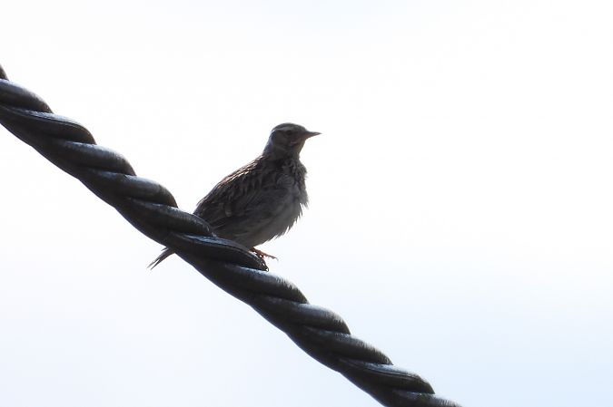 lerka  - Justyna Krawczyk