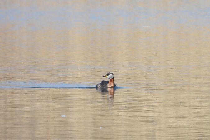 perkoz rdzawoszyi  - Justyna Krawczyk