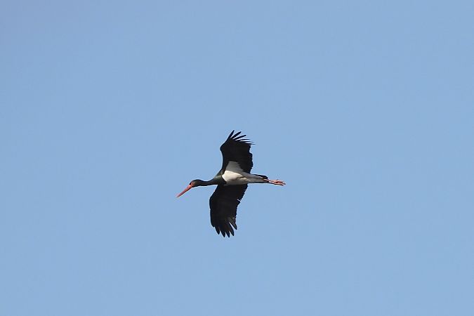 Schwarzstorch  - Justyna Krawczyk