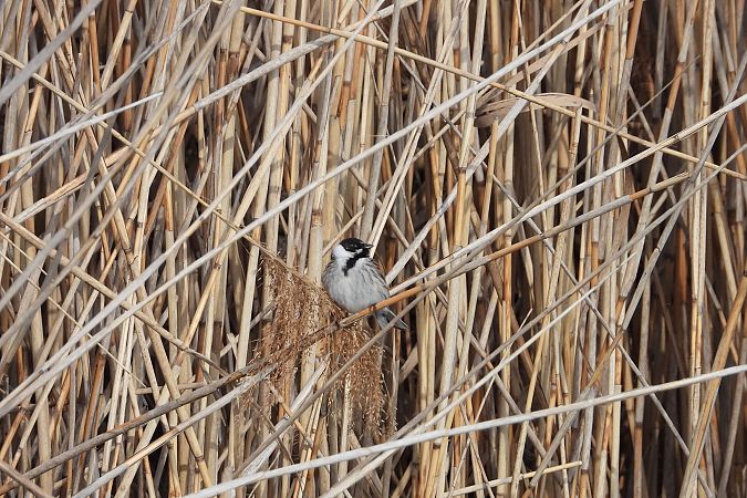 potrzos  - Justyna Krawczyk