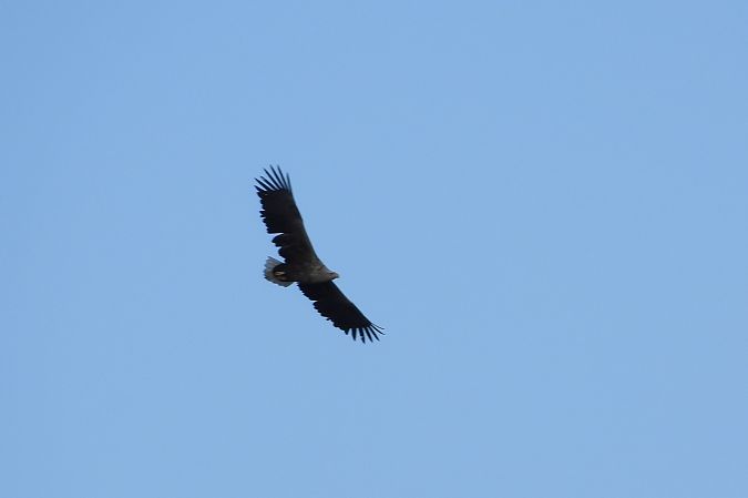 Pygargue à queue blanche  - Justyna Krawczyk