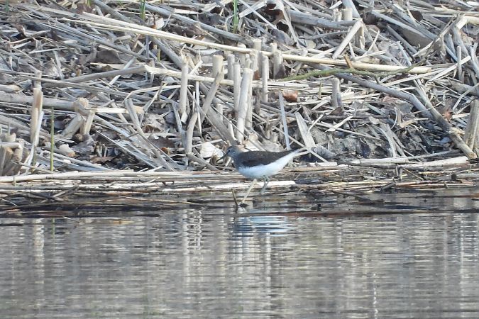 samotnik  - Justyna Krawczyk