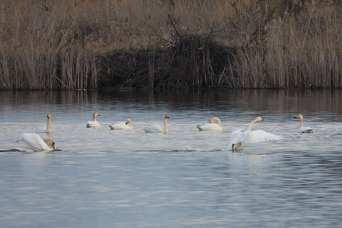Zwergschwan  - Justyna Krawczyk