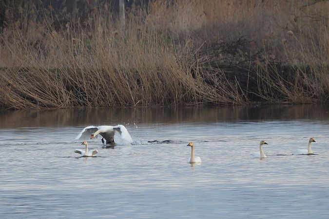 Cygne de Bewick  - Justyna Krawczyk