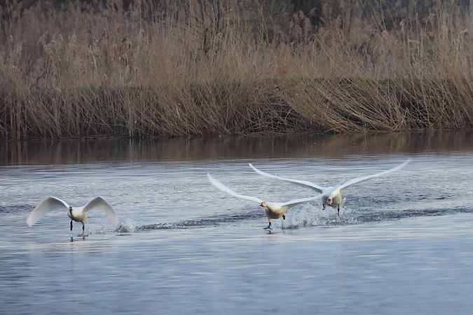Cygne de Bewick  - Justyna Krawczyk