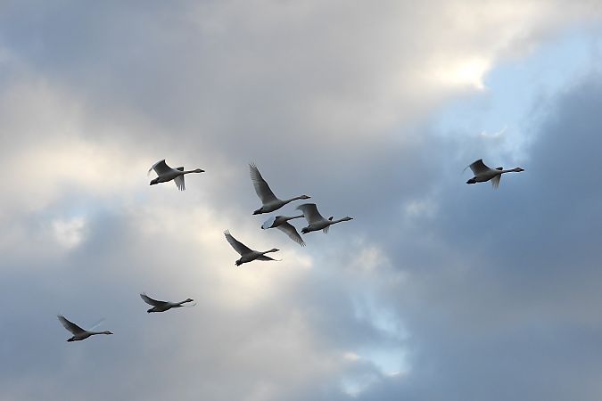 Cygne de Bewick  - Justyna Krawczyk