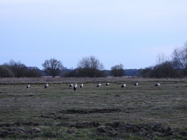 bocian biały  - Justyna Krawczyk