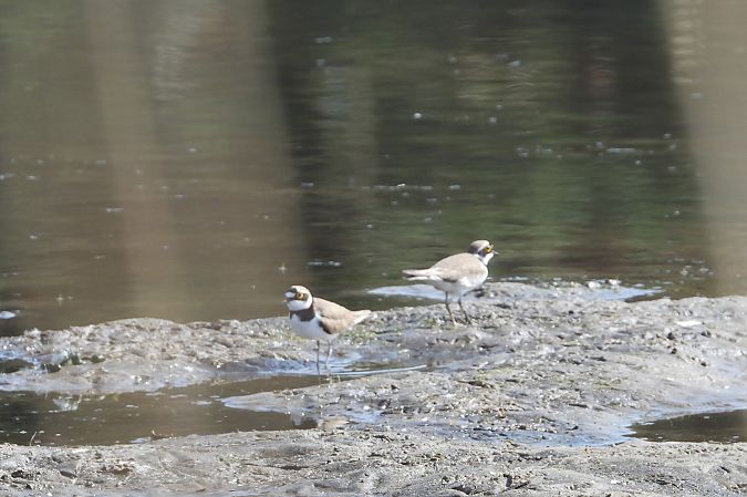 sieweczka rzeczna  - Justyna Krawczyk