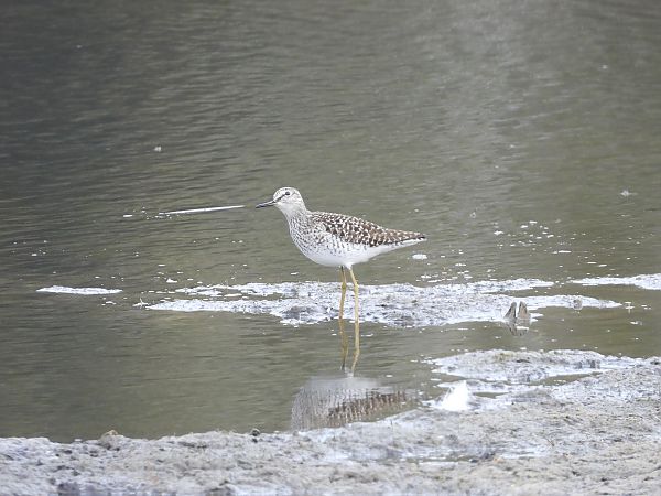 Wood Sandpiper  - Justyna Krawczyk