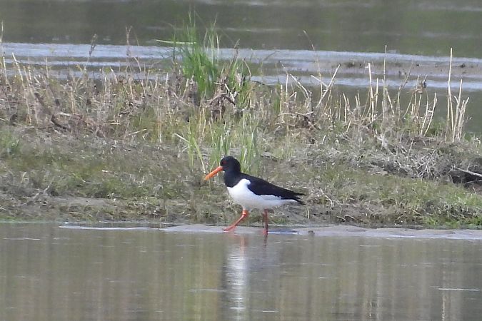 Huîtrier pie  - Justyna Krawczyk